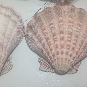 Decorative Sea Shell Pair - Natural Pink and Cream Scallop Shells